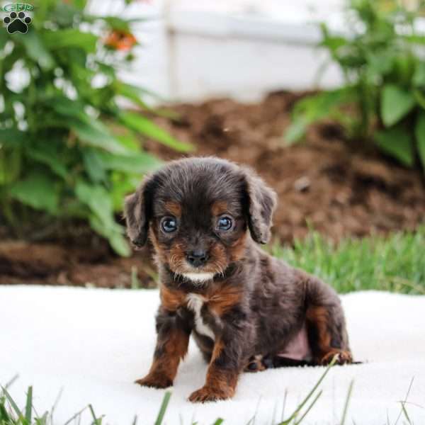 Tiffany, Cavapoo Puppy