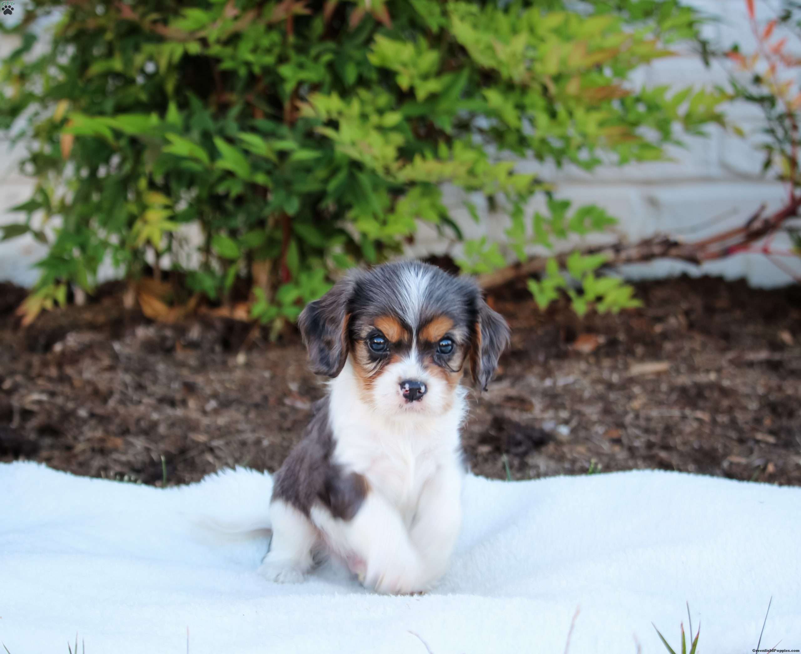 Buster - Cavapoo Puppy For Sale in Pennsylvania