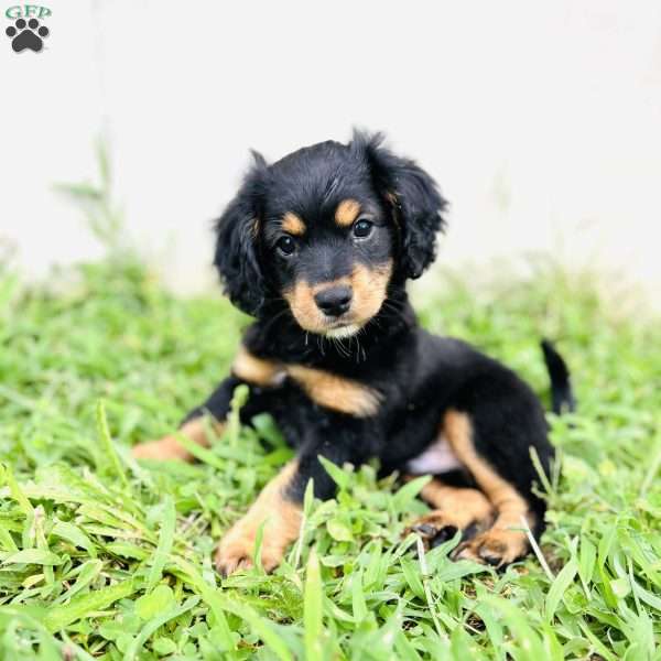 Guiness, Aussiedoodle Puppy