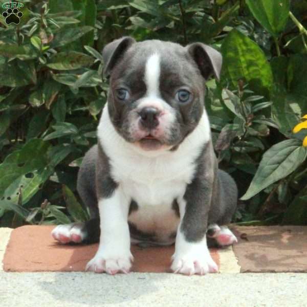 Ian, Boston Terrier Puppy