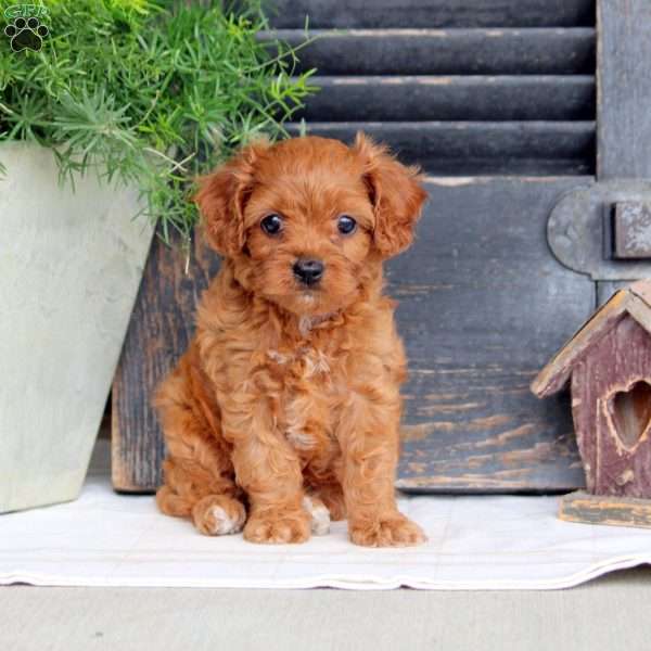 Ian, Cavapoo Puppy