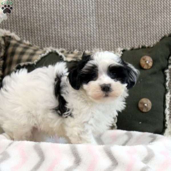 Ian, Morkie / Yorktese Puppy