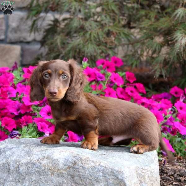 Ian, Dachshund Puppy