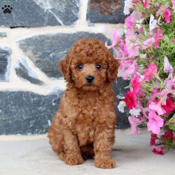 Ian, Toy Poodle Puppy