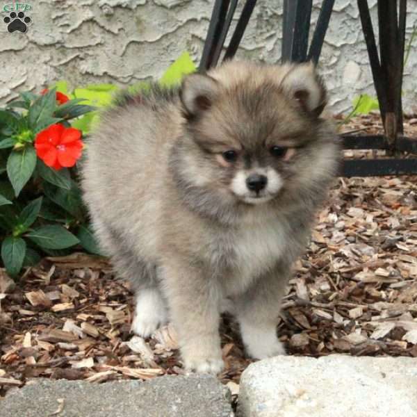 Indiana, Pomeranian Puppy