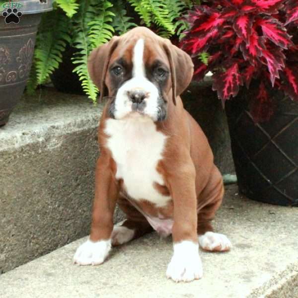 Indy, Boxer Puppy