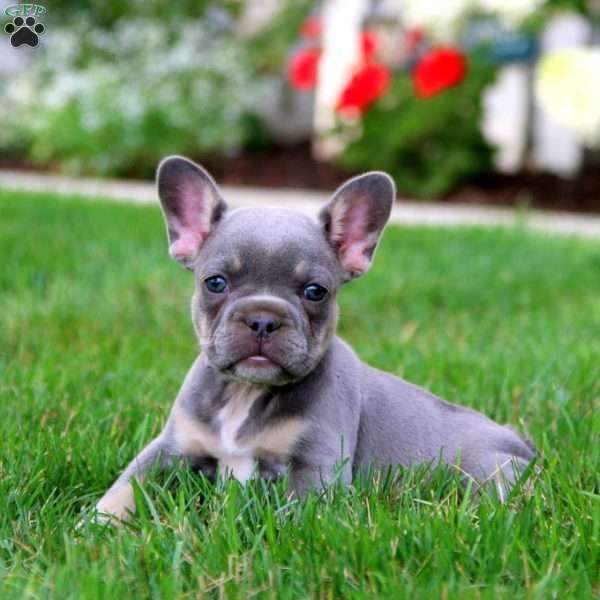 Inka, French Bulldog Puppy