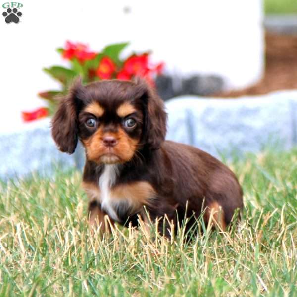 Inka, Cavalier King Charles Spaniel Puppy