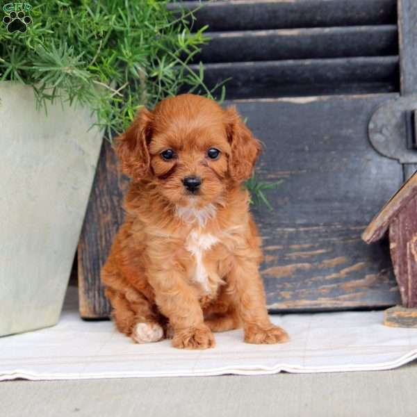 Iris, Cavapoo Puppy