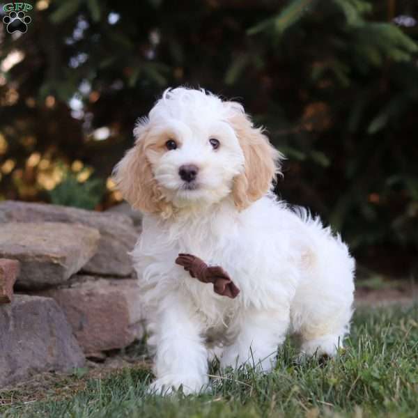 Isaac, Cockapoo Puppy