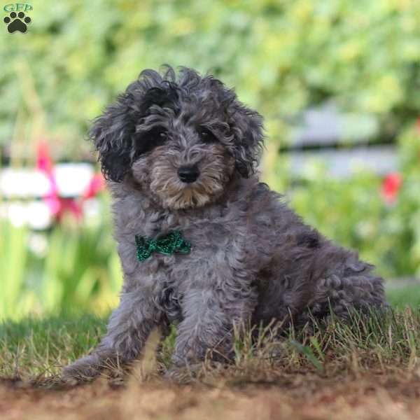 Isaac, Miniature Poodle Puppy