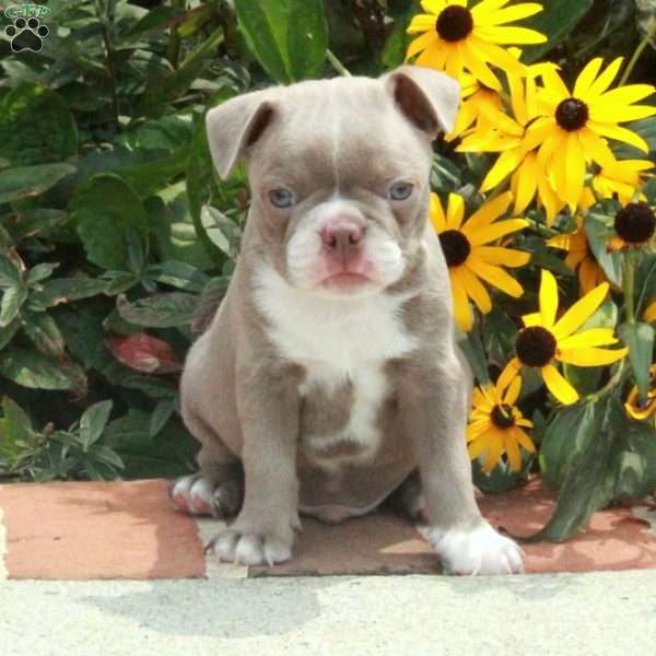 Isaac, Boston Terrier Puppy