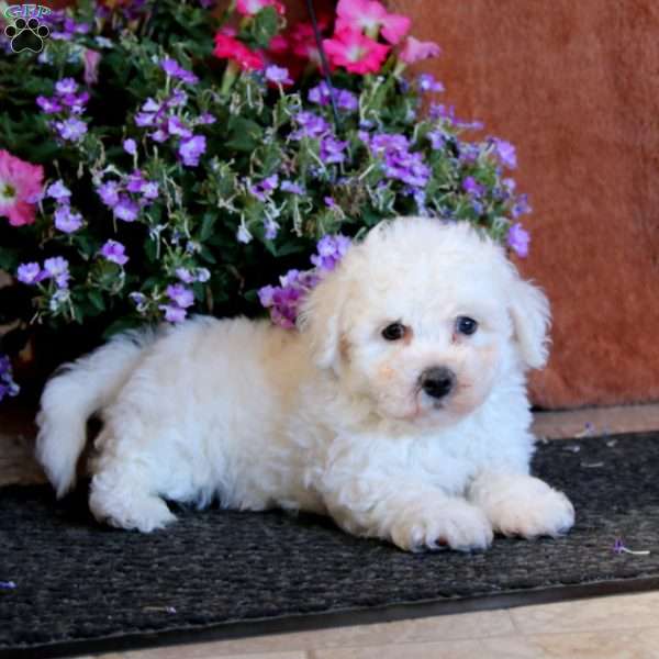 Isaac, Bichon Frise Puppy