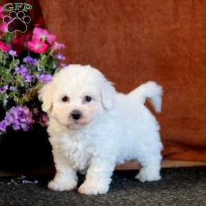 Isaac, Bichon Frise Puppy