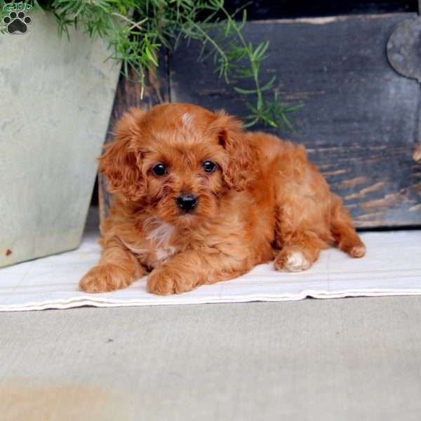 Isabel, Cavapoo Puppy