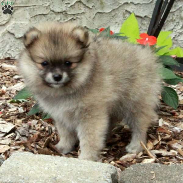 Isabel, Pomeranian Puppy