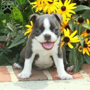 Isabella, Boston Terrier Puppy