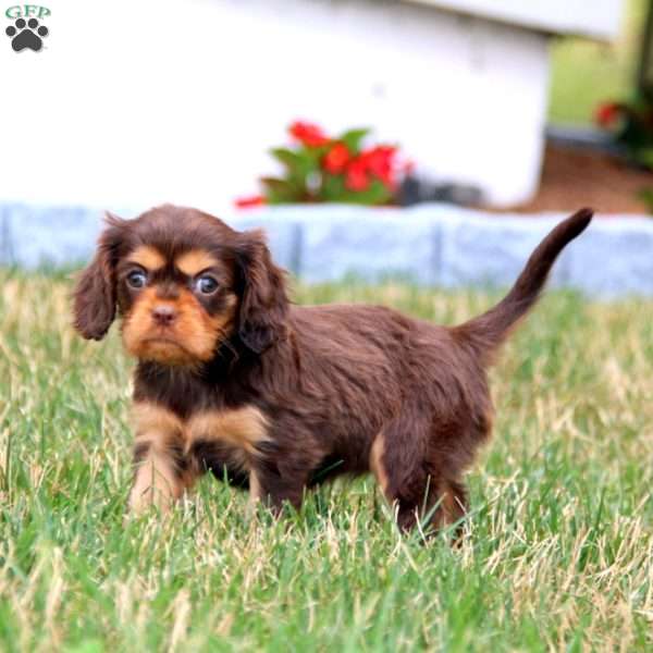 Isabelle, Cavalier King Charles Spaniel Puppy