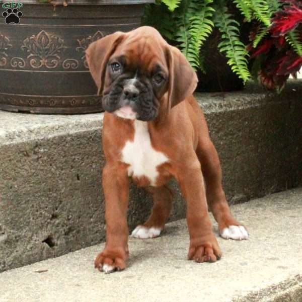 Isla, Boxer Puppy