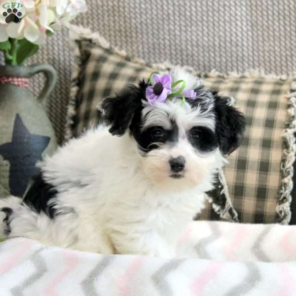 Isla, Morkie / Yorktese Puppy