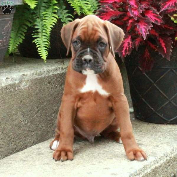 Ivan, Boxer Puppy