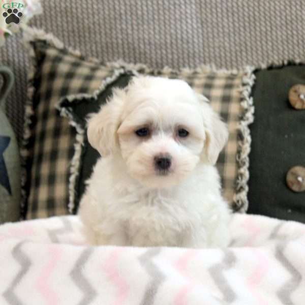 Ivan, Morkie / Yorktese Puppy