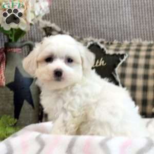 Ivan, Morkie / Yorktese Puppy