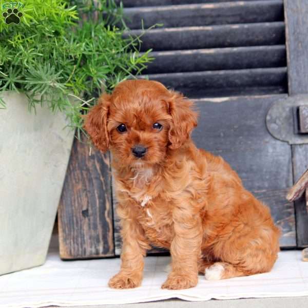 Ivy, Cavapoo Puppy