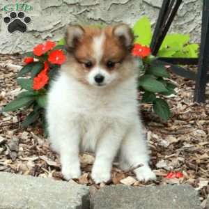 Ivy, Pomeranian Puppy