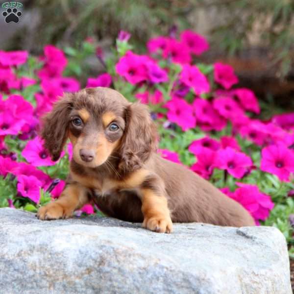 Ivy, Dachshund Puppy