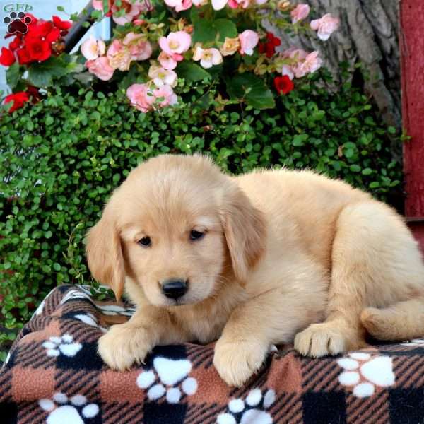 Jace, Golden Retriever Puppy