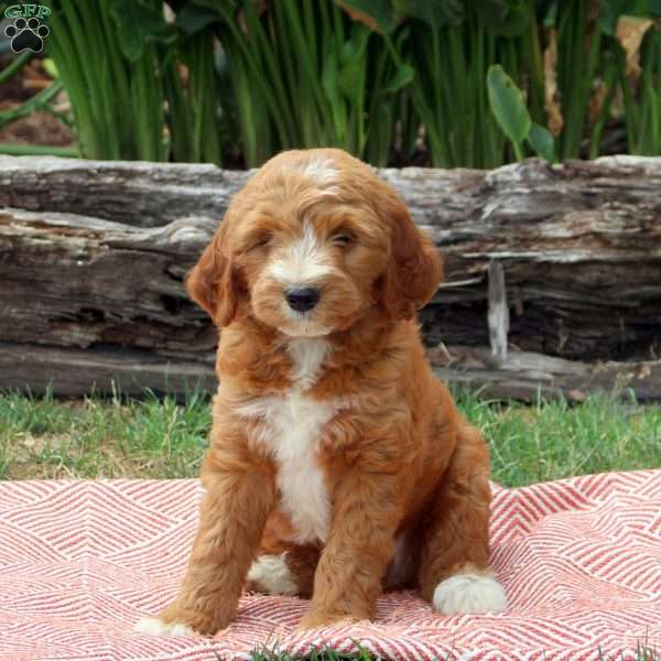 Jace, Mini Goldendoodle Puppy