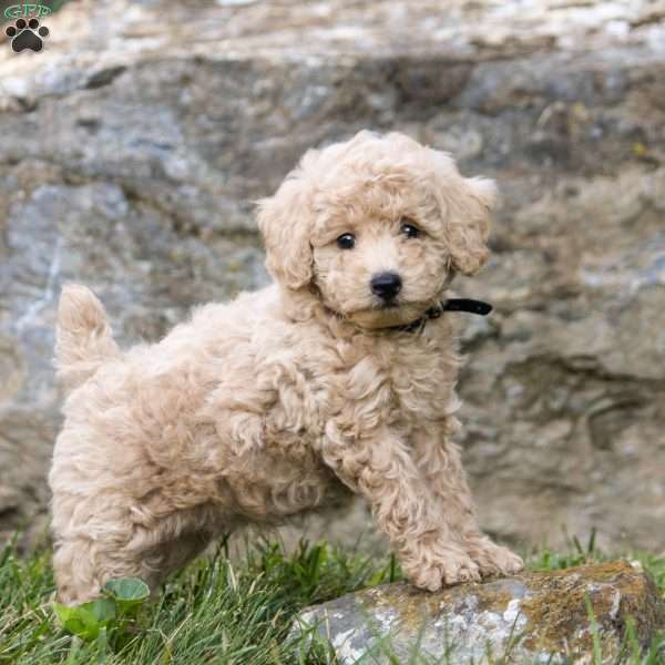 Jace, Miniature Poodle Puppy