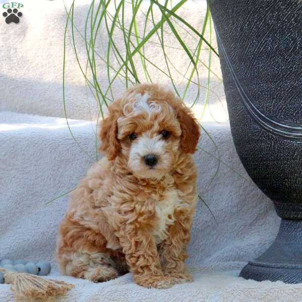 Jack, Miniature Poodle Puppy