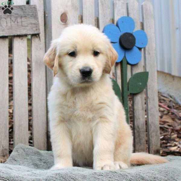 Jack, Golden Retriever Puppy