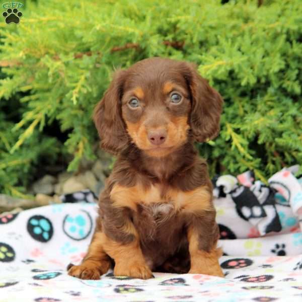 Jackson, Dachshund Puppy