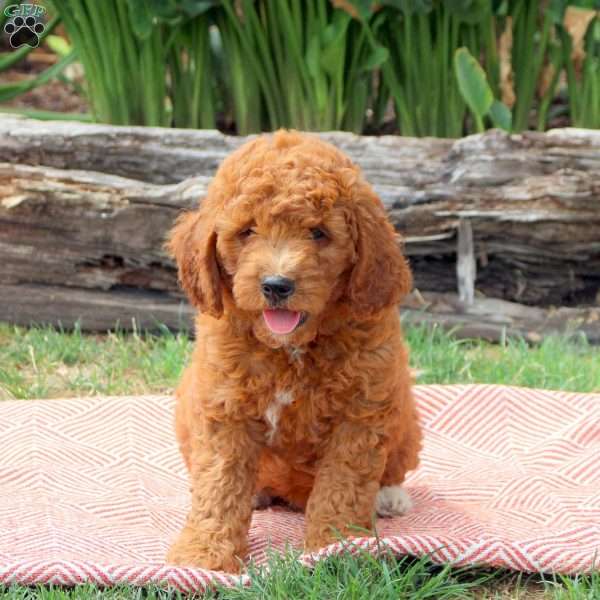 Jackson, Mini Goldendoodle Puppy