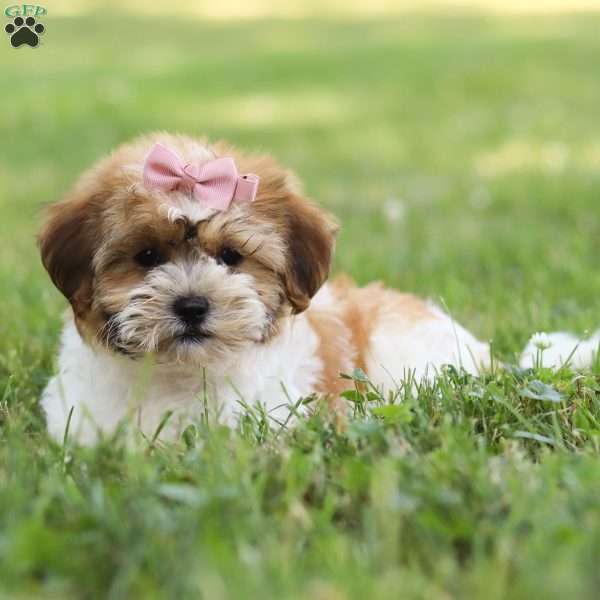 Jada, Shih-Poo Puppy