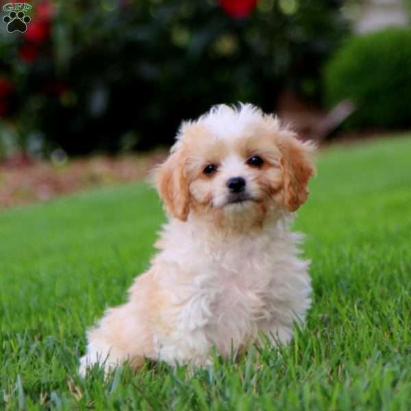 Jaden, Cavachon Puppy