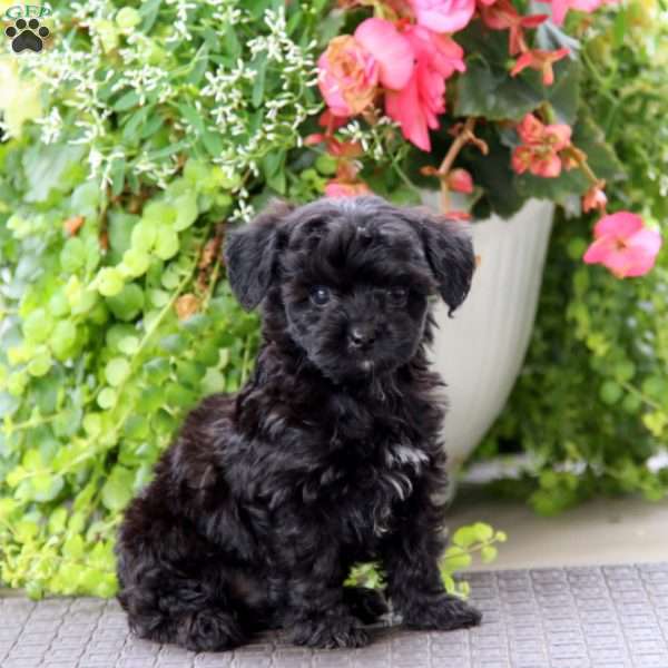 Jaden, Yorkie Poo Puppy