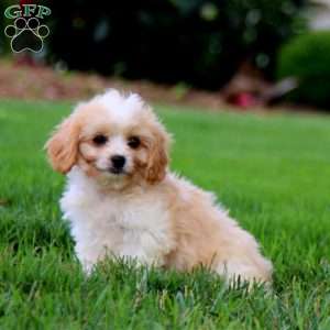 Jaden, Cavachon Puppy