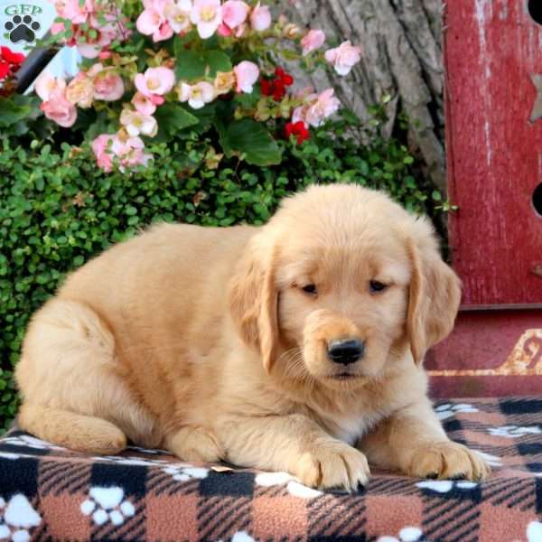 Jake, Golden Retriever Puppy