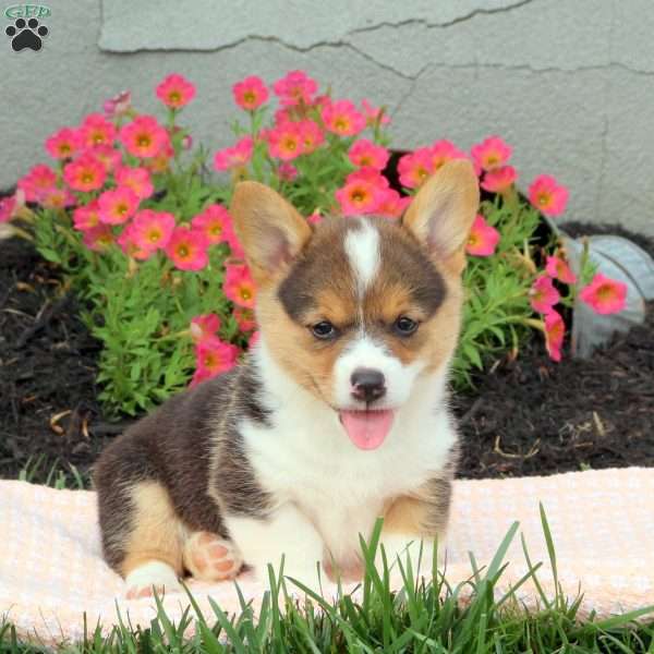 Jake, Pembroke Welsh Corgi Puppy