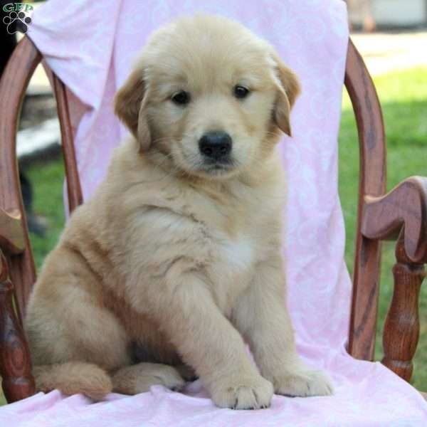 James, Golden Retriever Puppy