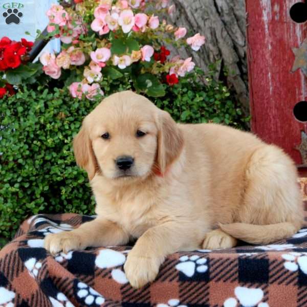 Jamie, Golden Retriever Puppy