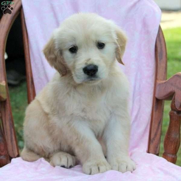 Jana, Golden Retriever Puppy