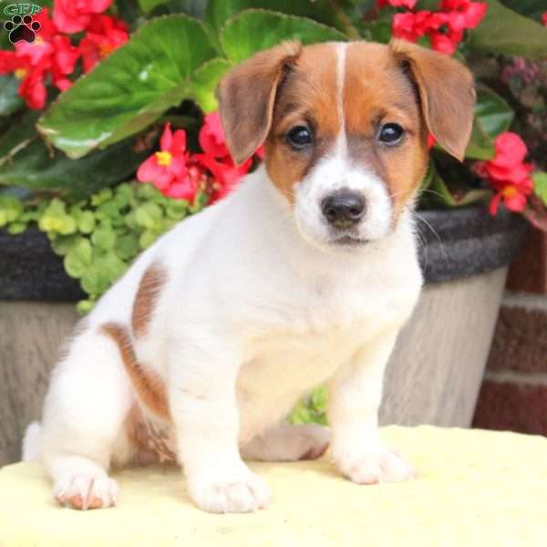 Jane, Jack Russell Terrier Puppy