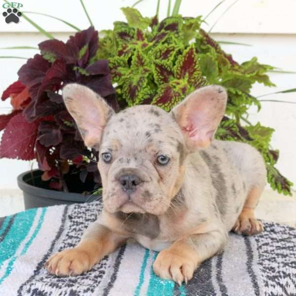 Jane, French Bulldog Puppy