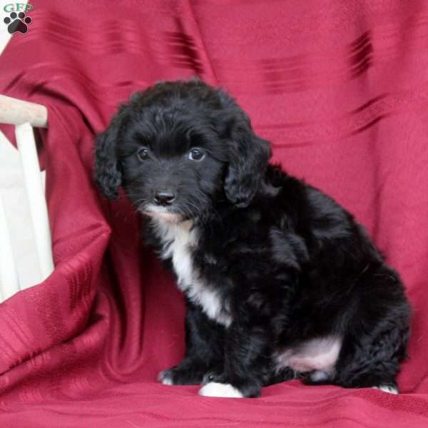 Jasmine, Mini Aussiedoodle Puppy