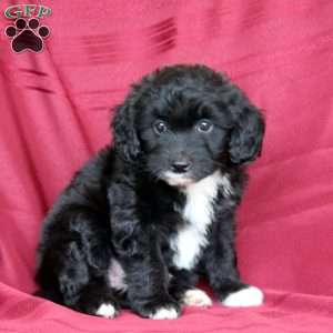 Jasmine, Mini Aussiedoodle Puppy